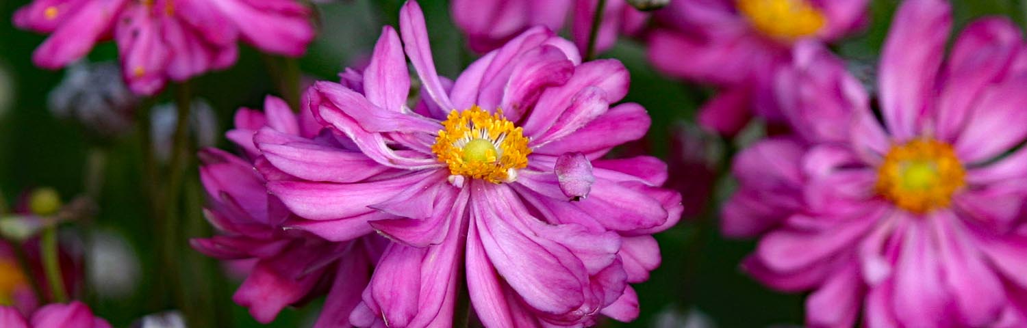 thumbnail interactive-video image 1 of 20 Pink, Purple & Blue Hibiscus Seeds – Perennial Flower Seeds – US Seller – Toadstool Seeds 1 of 2