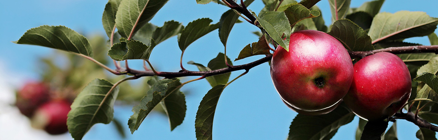 APPLE FRUIT