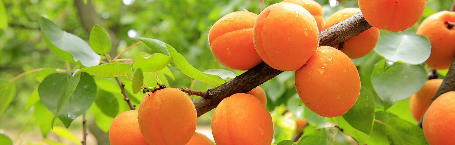 APRICOT FRUIT