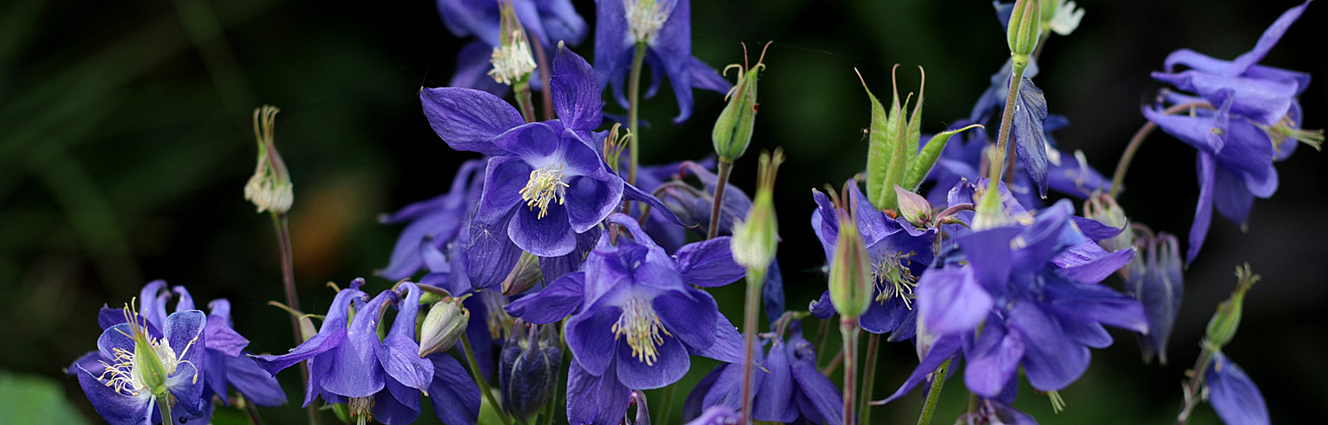 AQUILEGIA CARDINAL