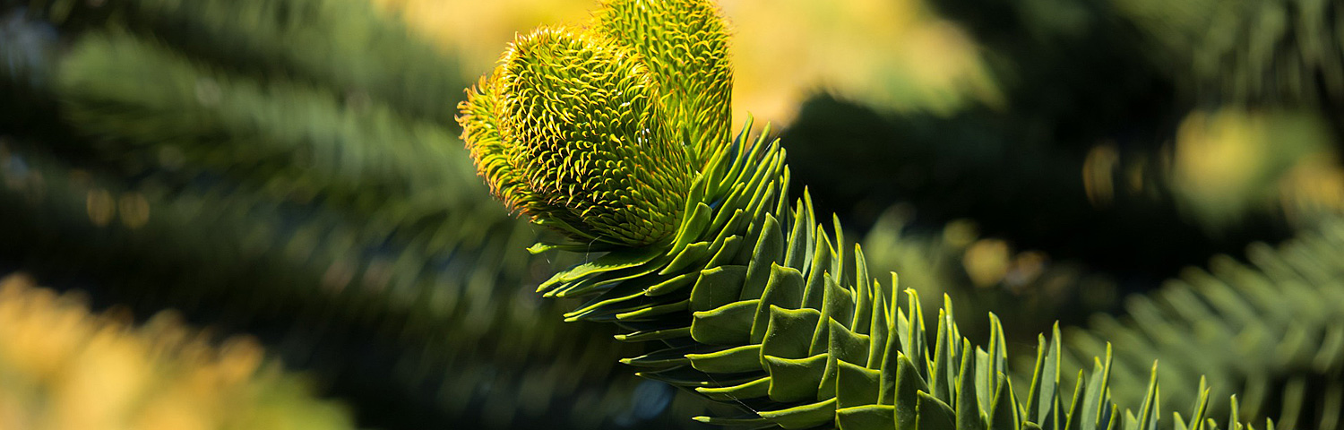ARAUCARIA ARAUCANA
