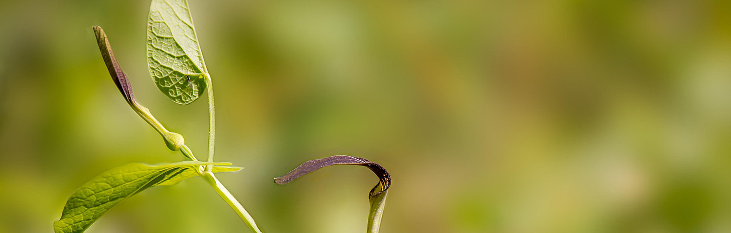 ARISTOLOCHIA DURIOR
