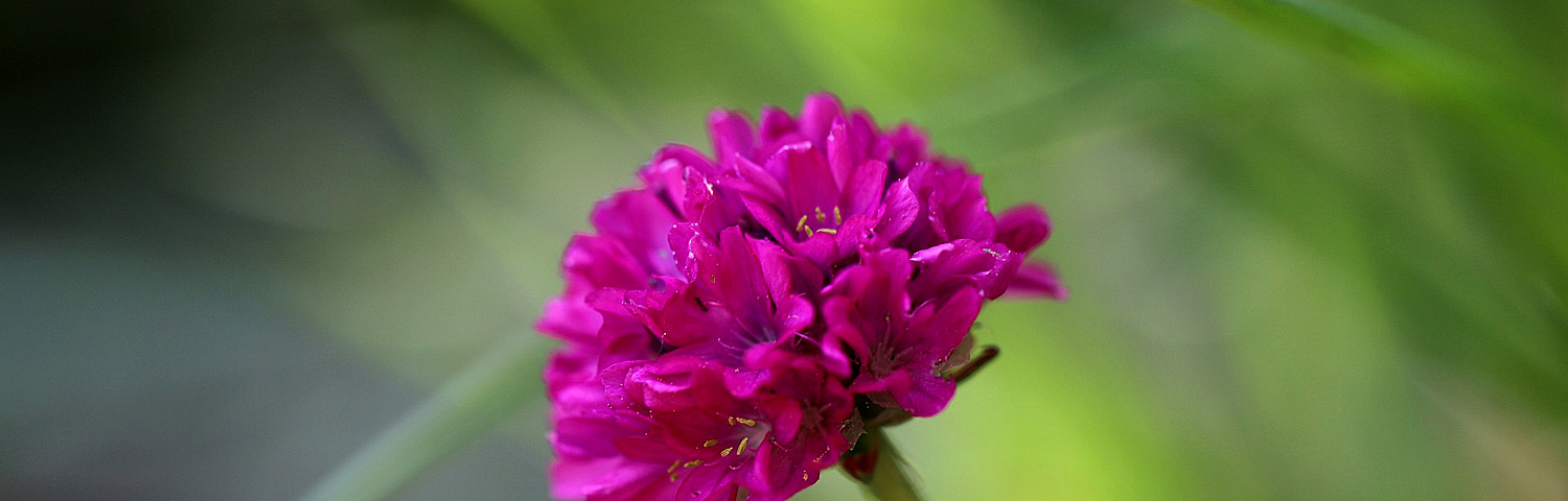 ARMERIA