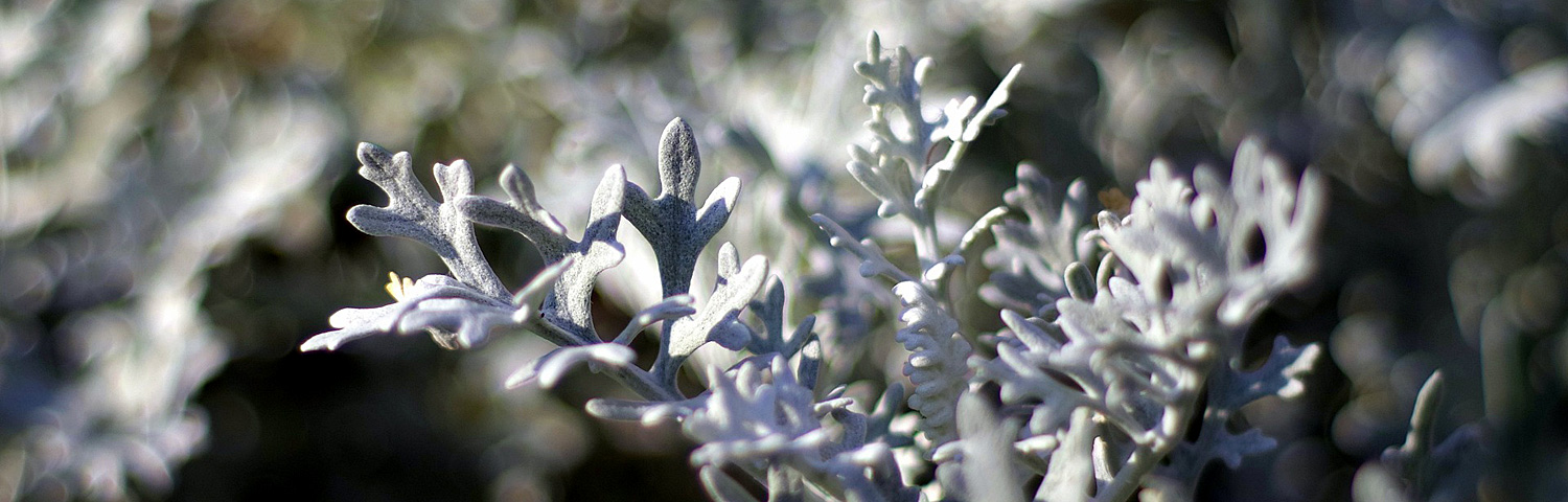 ARTEMISIA SILVER LINING