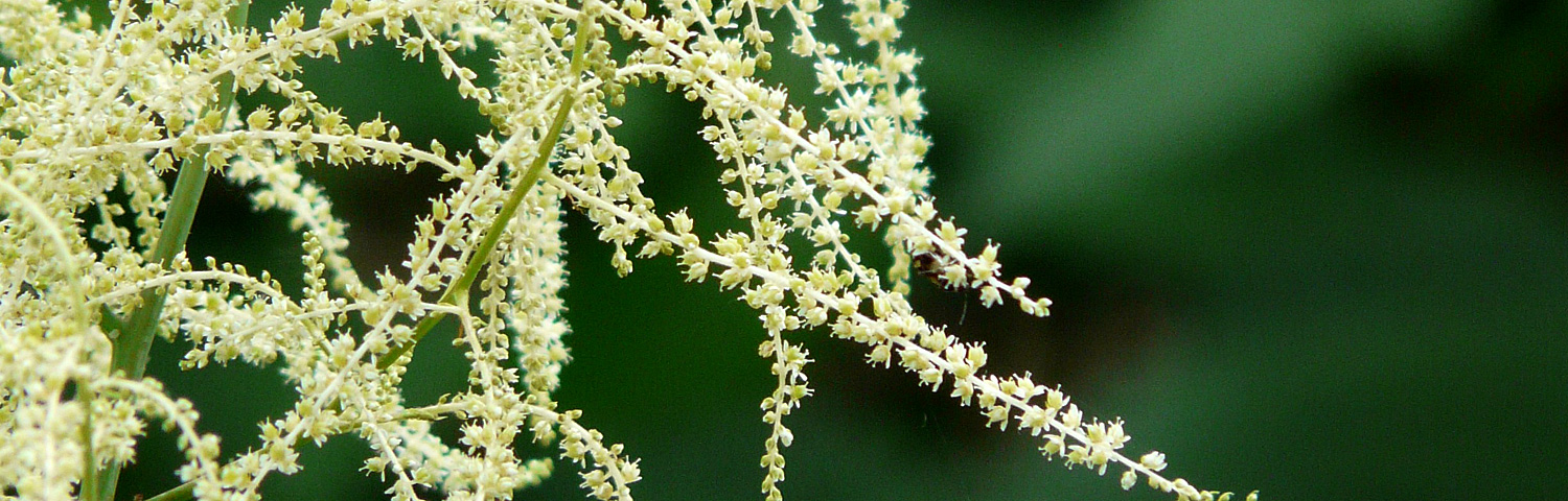 ARUNCUS AETHUSIFOLIUS