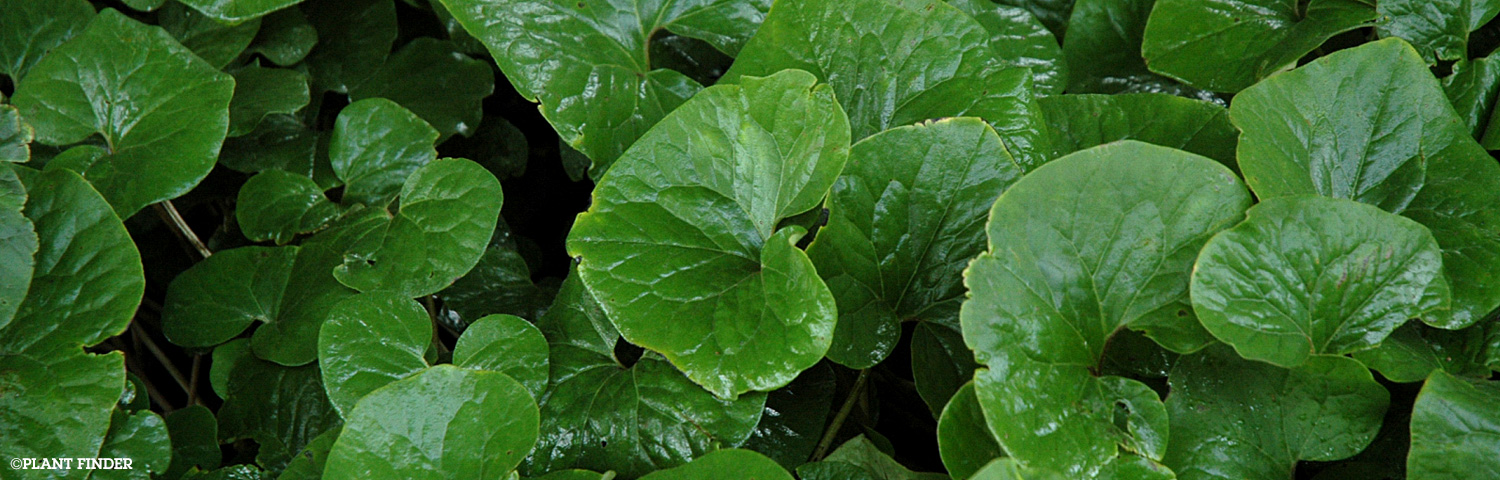 ASARUM CANADENSE