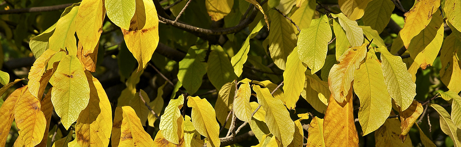 ASIMINA TRILOBA