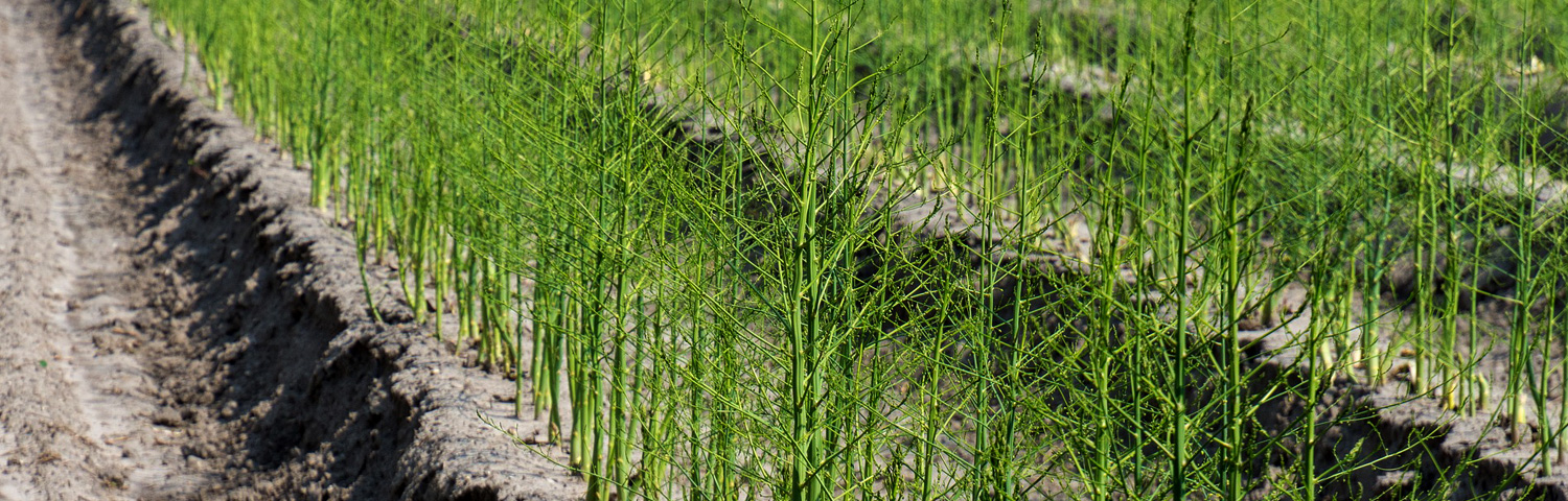 ASPARAGUS