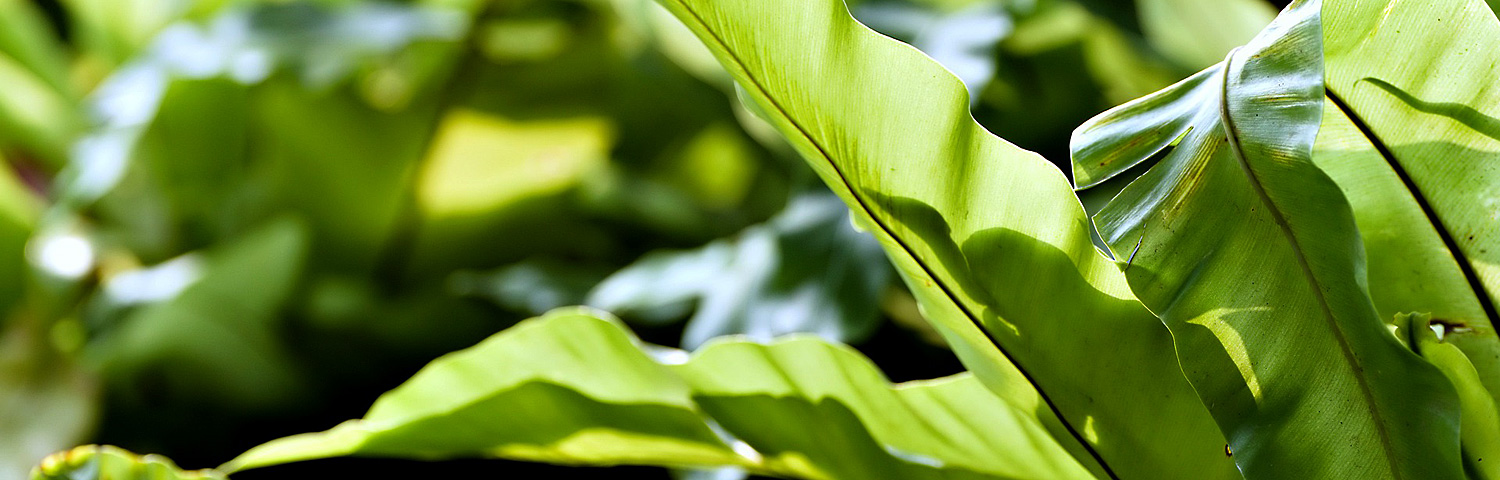 ASPLENIUM SCOLOPENDRIUM