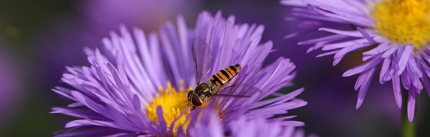 ASTER NOV