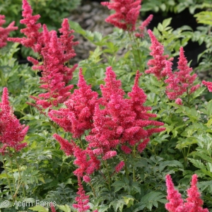 Astilbe Younique varieties