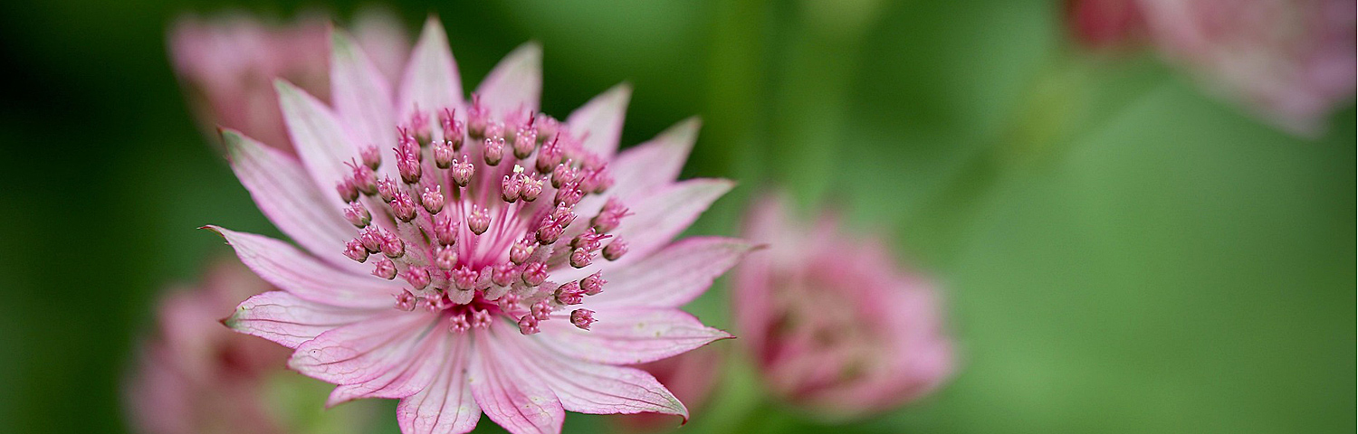 ASTRANTIA