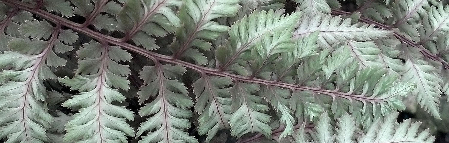 ATHYRIUM