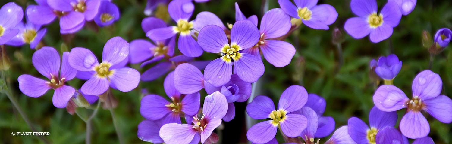 AUBRIETA
