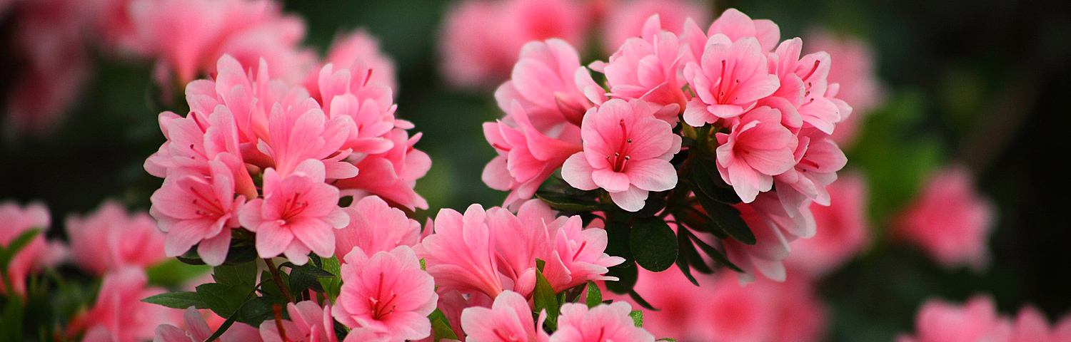 AZALEA EXB