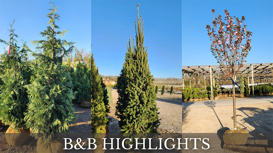 B&B HIGHLIGHTS