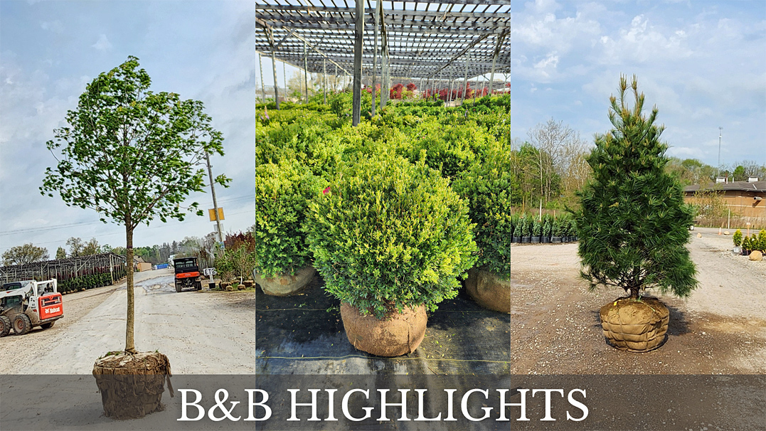 B&B HIGHLIGHTS