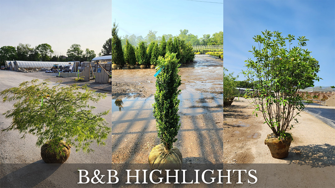 B&B HIGHLIGHTS