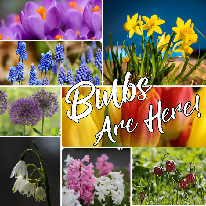 Bulbs Coming Soon!