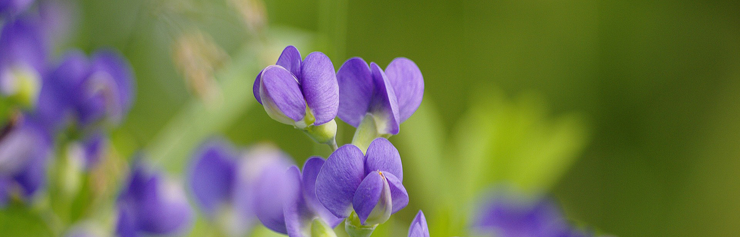 BAPTISIA