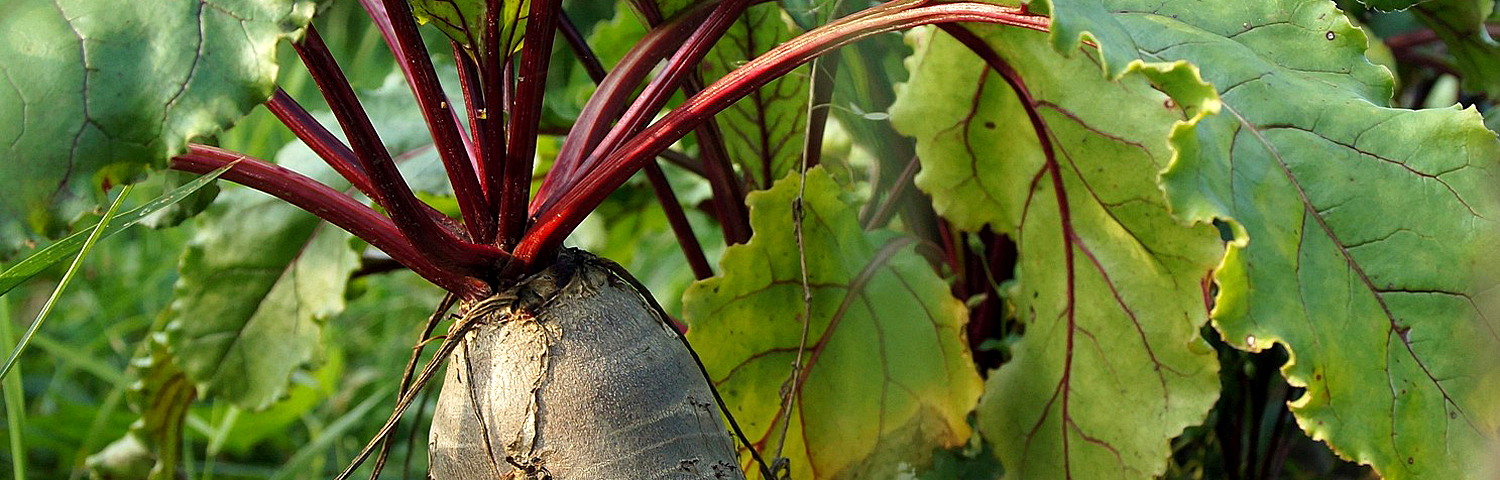 BEET