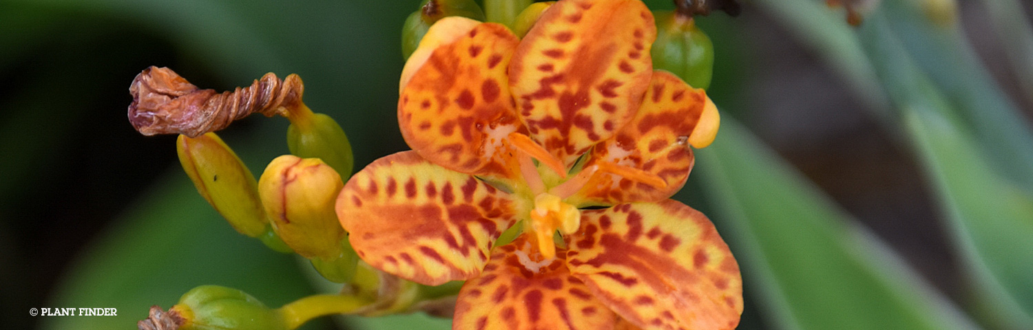 BELAMCANDA