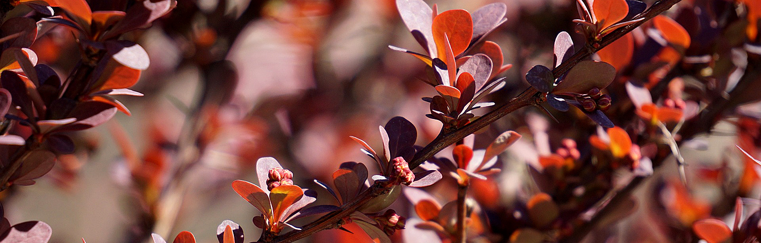 BERBERIS THU TINY GOLD