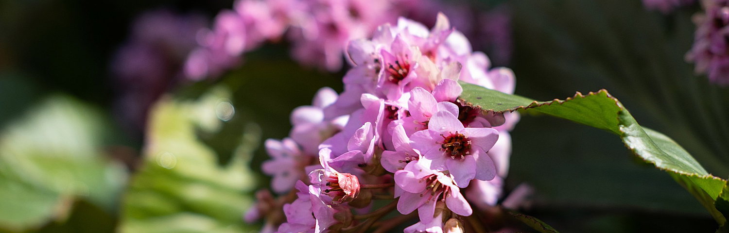 BERGENIA FAIRYTALE ROMANCE