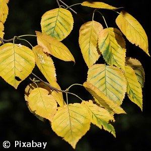 Betula Alleghaniensis - Yellow Birch - Pennsylvania Native Plant