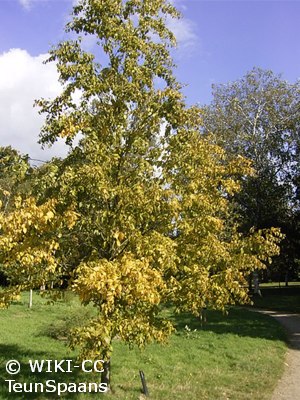 Sweet Birch - Pennsylvania native tree