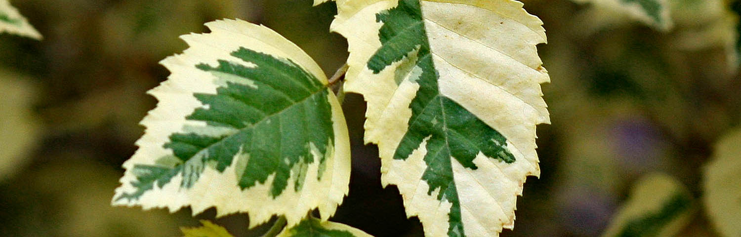 betula nig