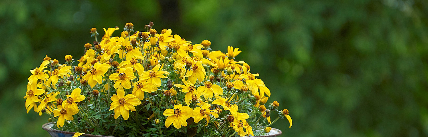 BIDENS BEE BOLD