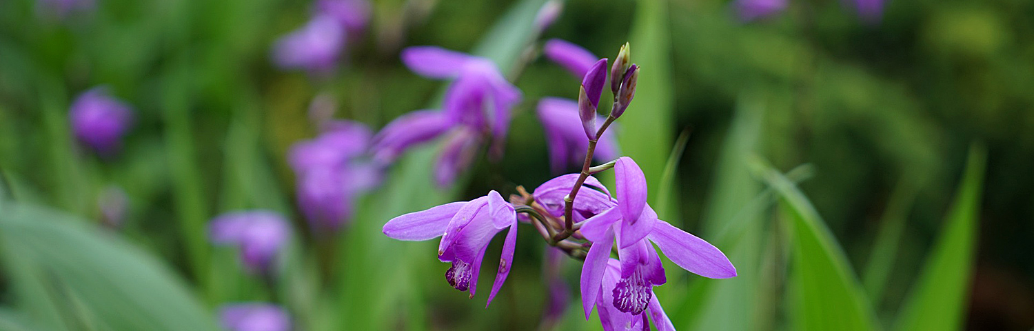 BLETILLA