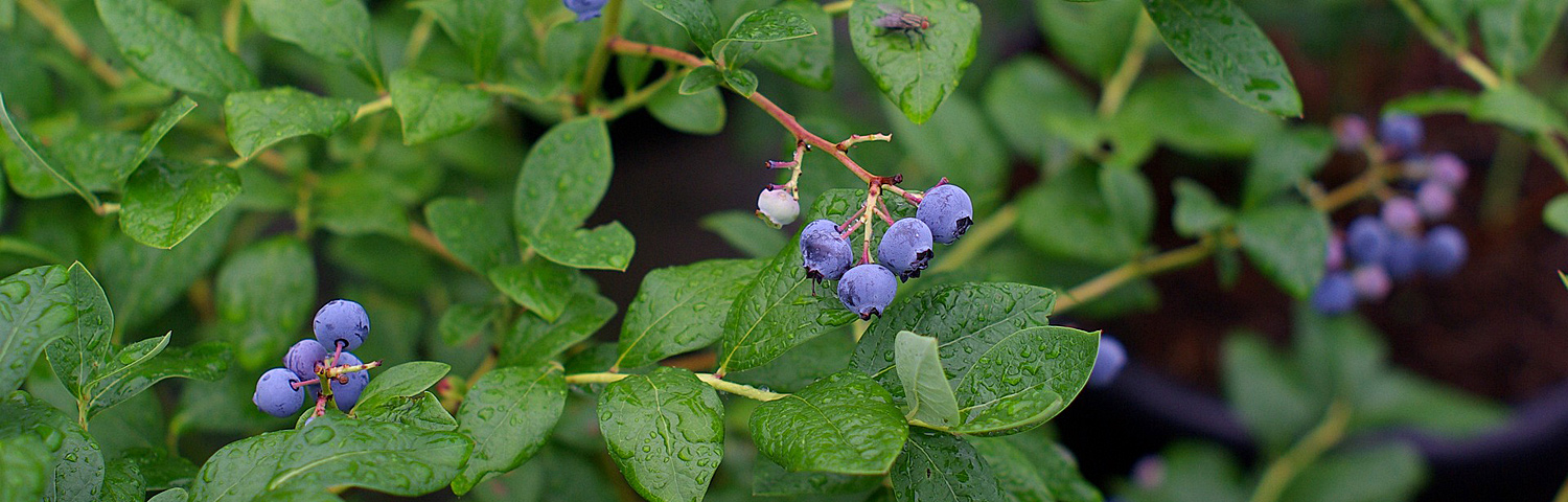 BLUEBERRY FRUIT