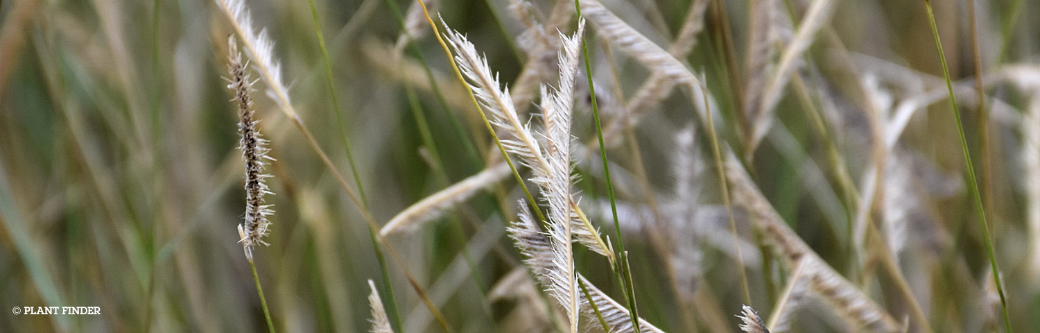 BOUTELOUA