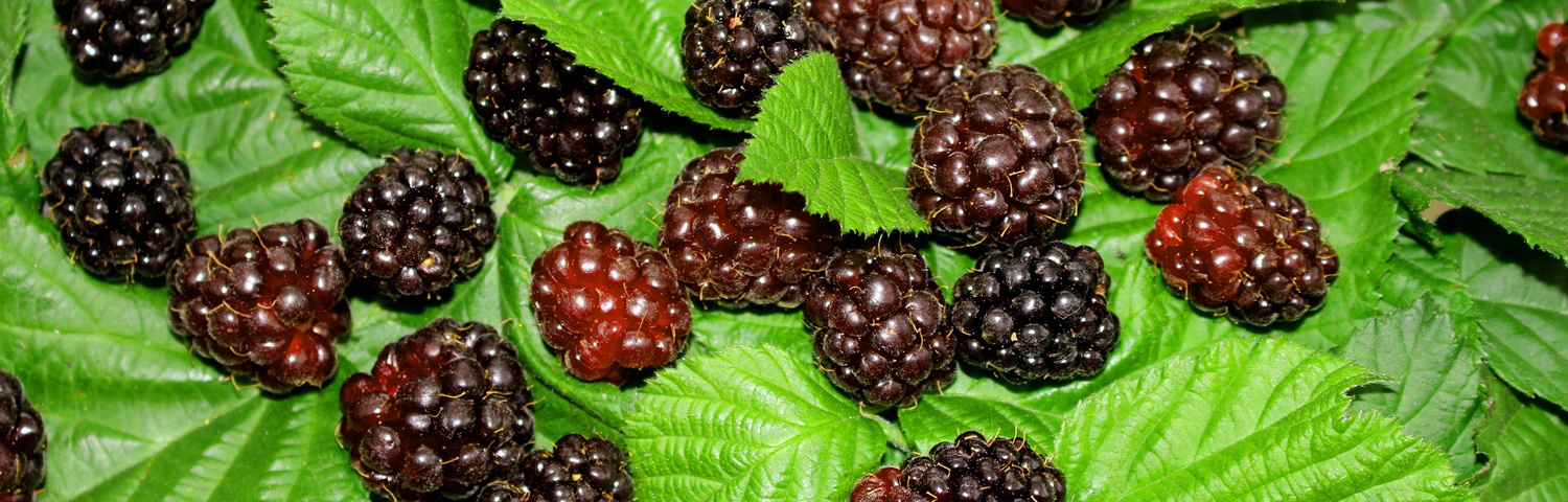 MARIONBERRY FRUIT