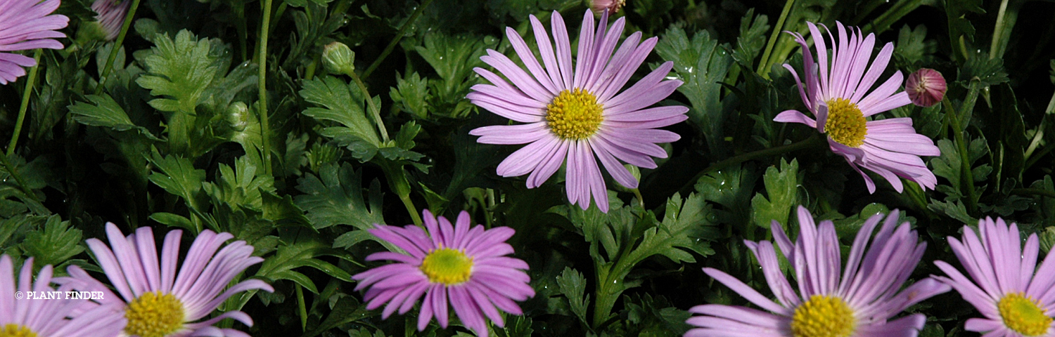 BRACHYSCOME