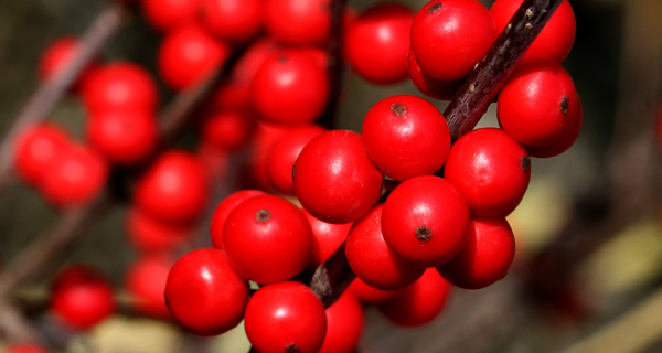 Broadleaf  Evergreen Shrubs - botanical or common name