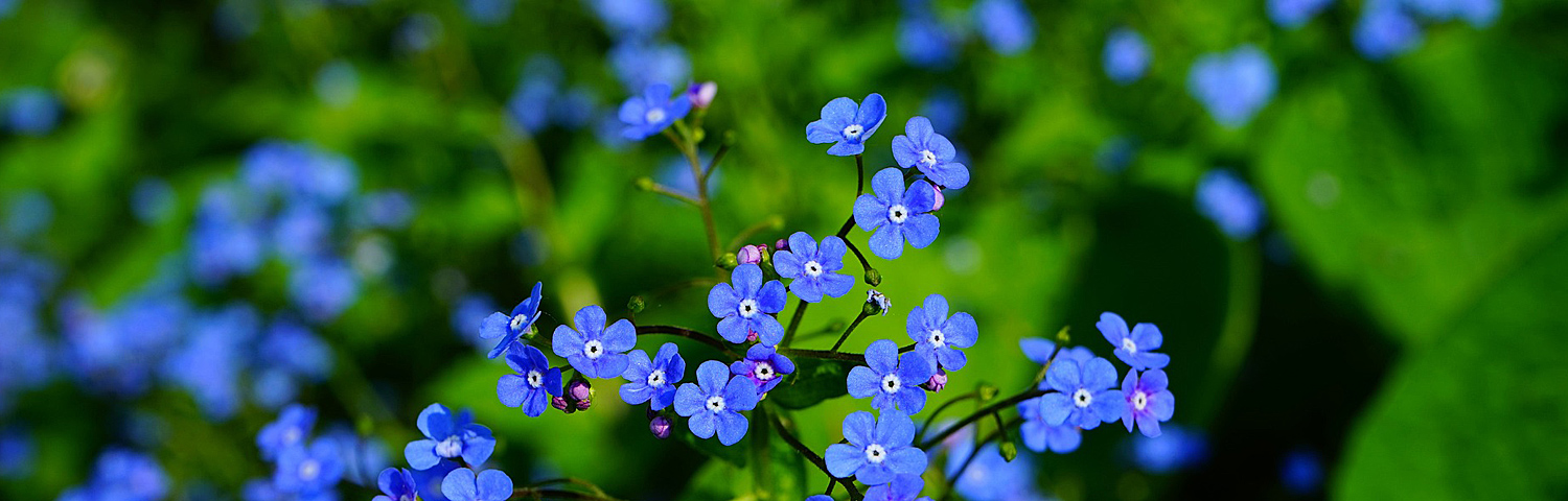 BRUNNERA SILVER HEART