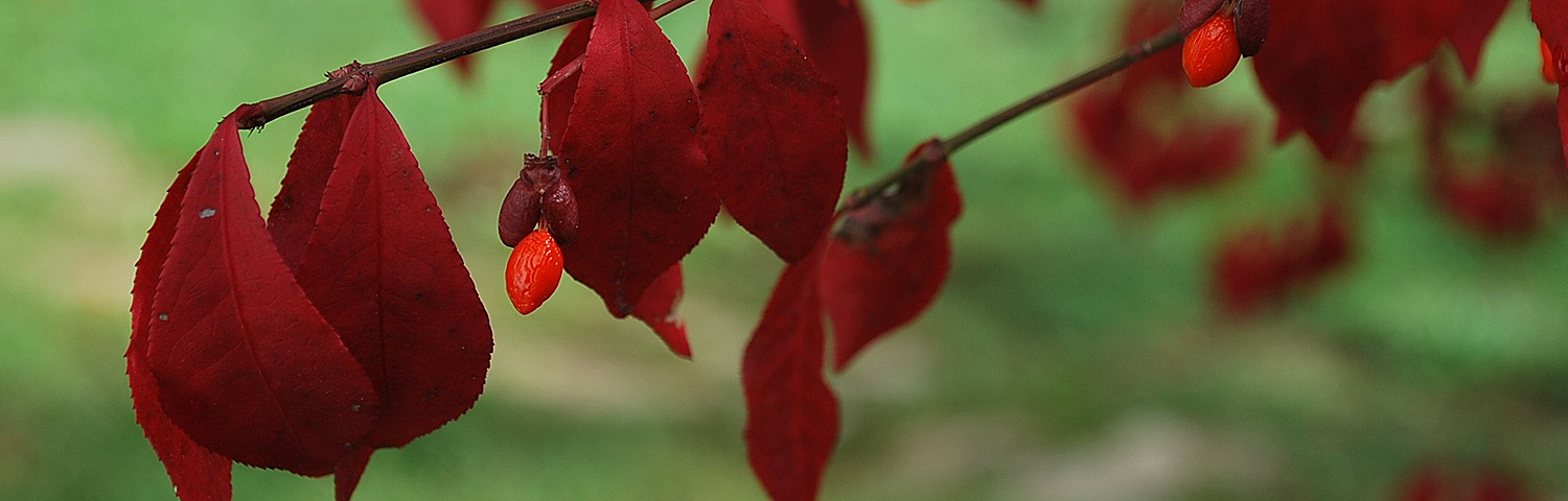 EUONYMUS