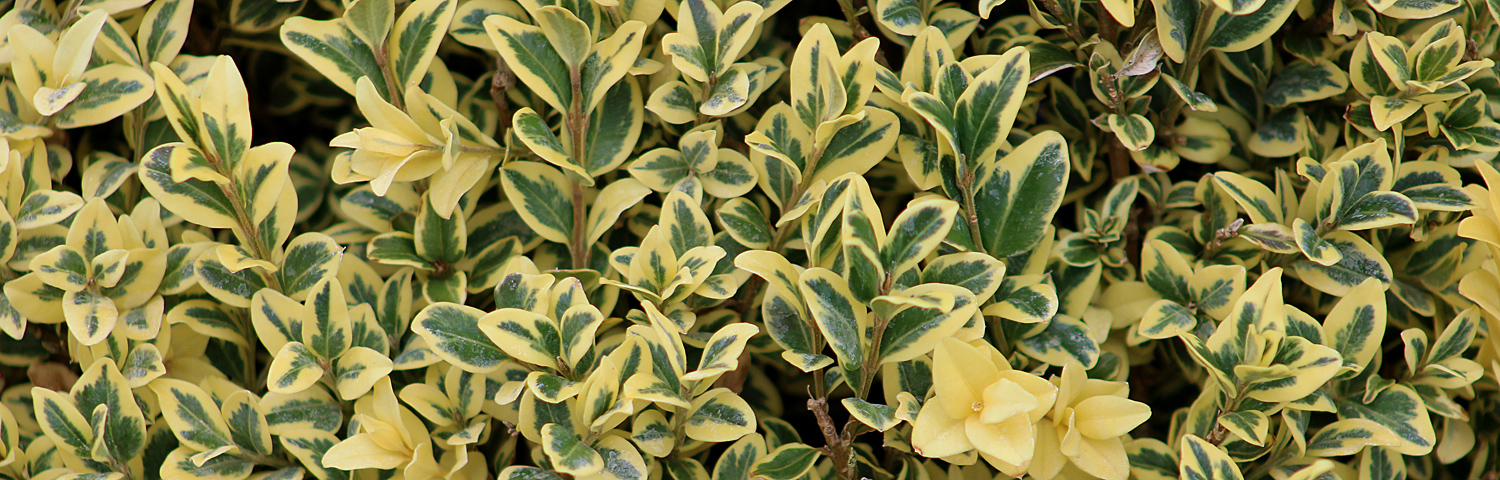 BUXUS SEM GREEN PILLAR