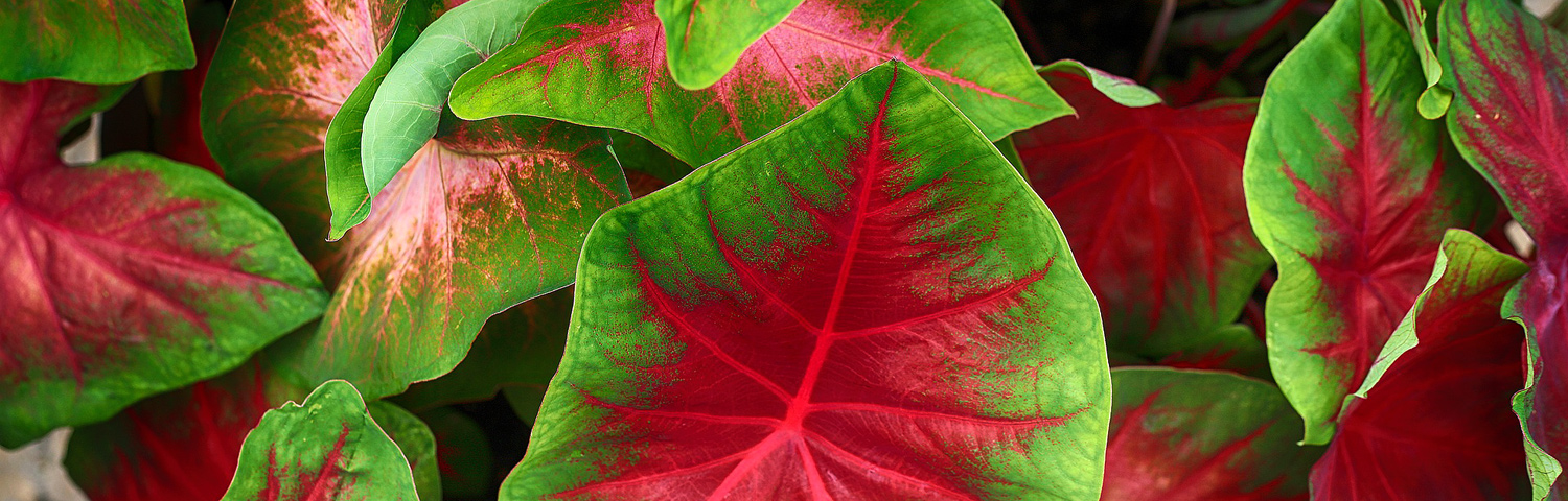 CALADIUM
