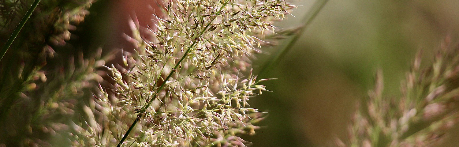 GRASS