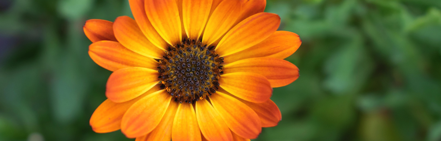 CALENDULA