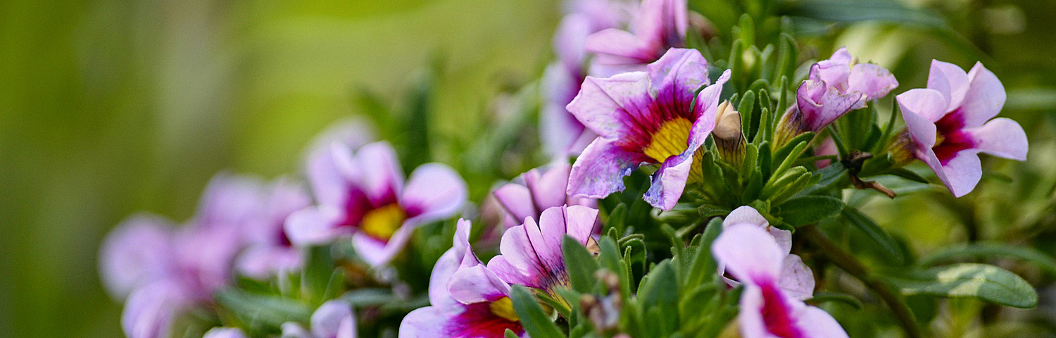 CALIBRACHOA MIX
