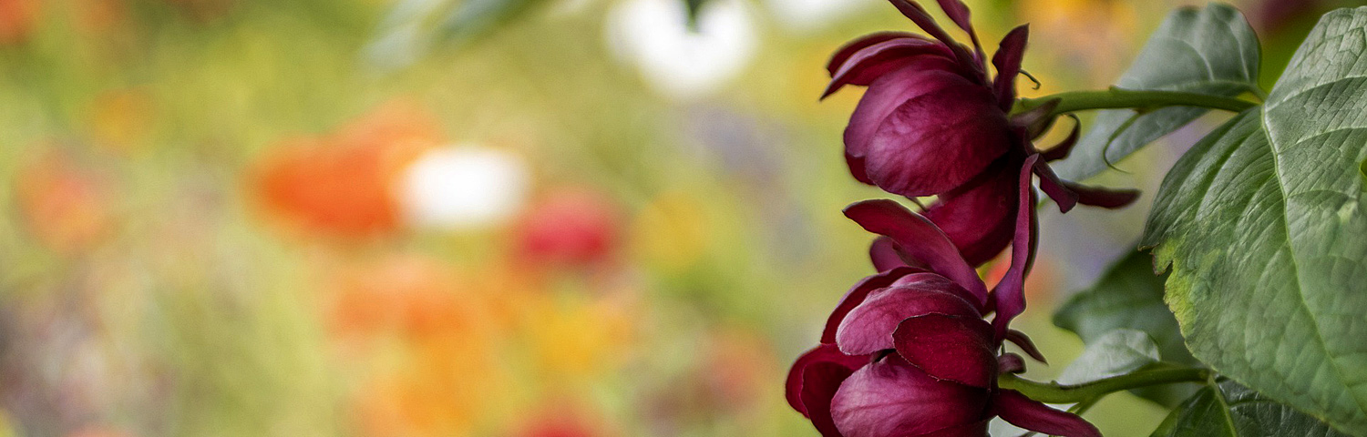 CALYCANTHUS