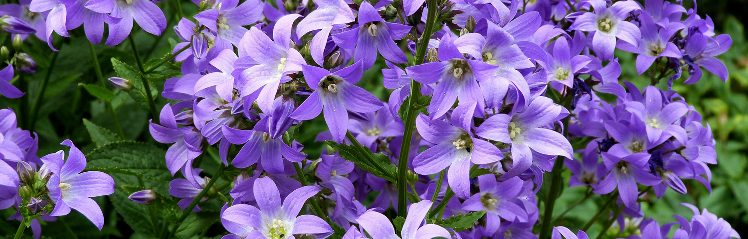 CAMPANULA BLUE WATERFALL