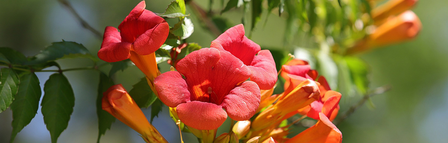 CAMPSIS RADICANS FLAVA