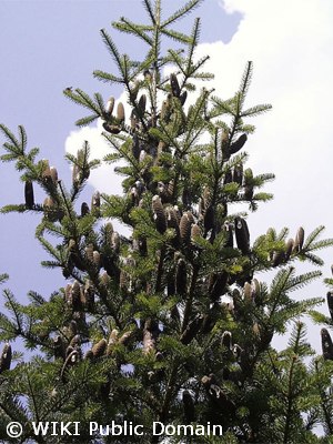 Canaan Fir  - Pennsylvania native tree