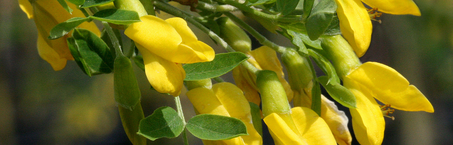 CARAGANA